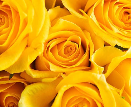 Yellow Roses 2
