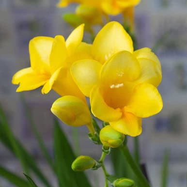 Freesia Yellow 44758