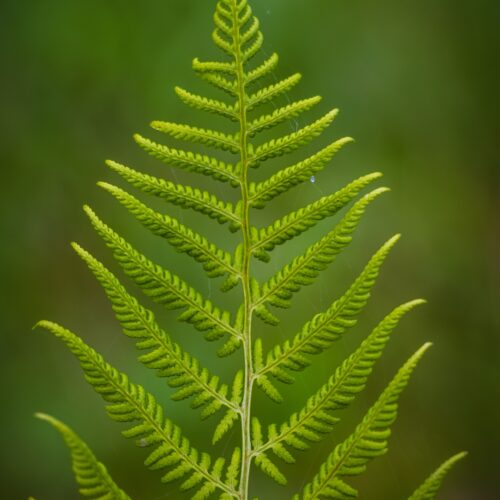 Fern Plant Green Photosynthesis Leaves Nature