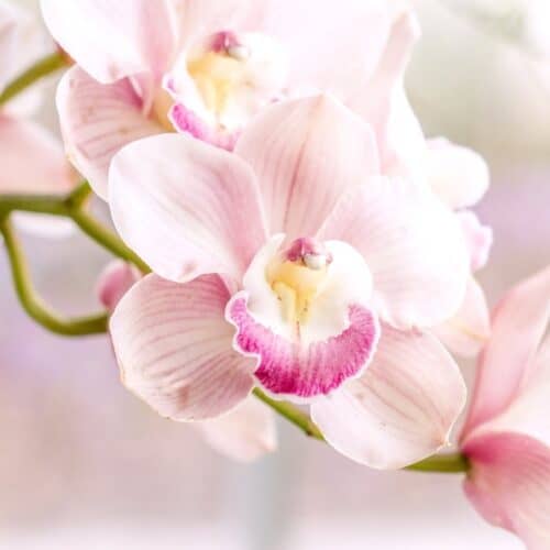 Orchid Pink