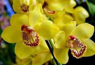 Yellow Orchid