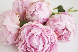 Peonies