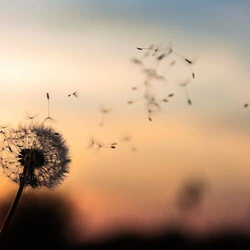 Dandelion Flower Plant Nature