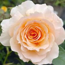 Apricot Rose