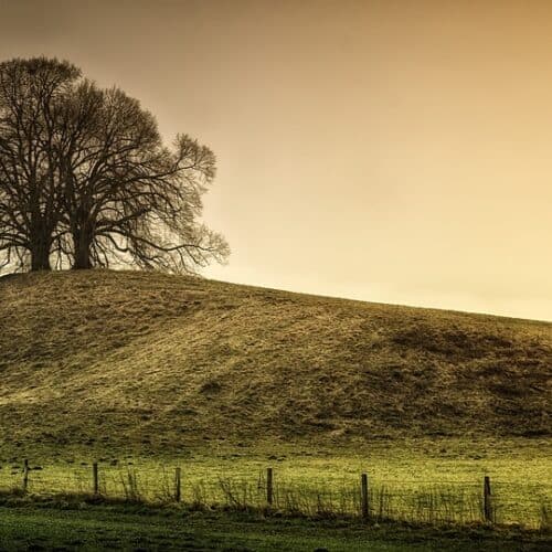 Tree 3398108 960 720