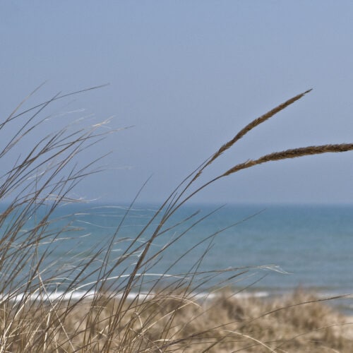 Beach Reeds