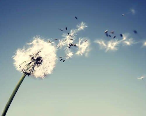 Dandelion